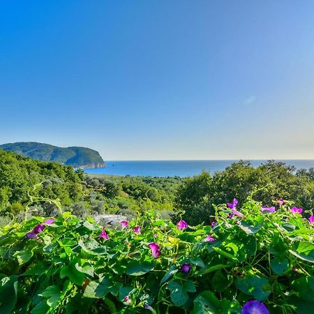 Pataki Studios Petrovac Eksteriør billede